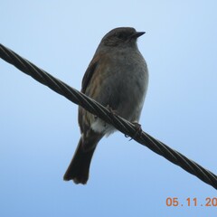 Prunella modularis occidentalis