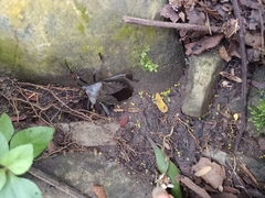 Pachylis acutangulus