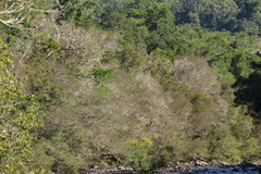 Austropuccinia psidii