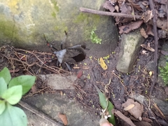 Pachylis acutangulus