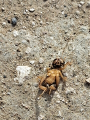 Ammopelmatus pictus