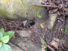 Pachylis acutangulus