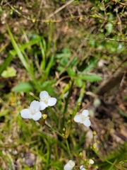 Libertia