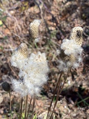 Anemone virginiana