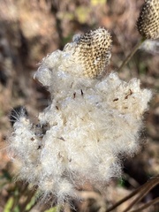 Anemone virginiana