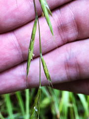 Wood Fescue (Festuca sylvatica)