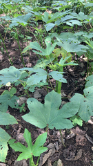 Abelmoschus esculentus