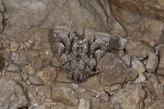 Meganephria bimaculosa