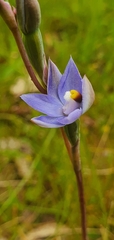 Thelymitra arenaria