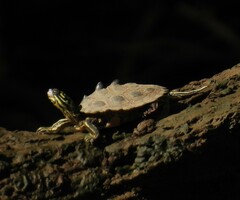 Graptemys nigrinoda