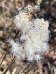 Anemone virginiana