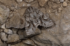 Meganephria bimaculosa