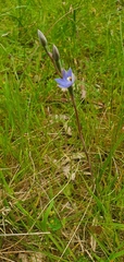 Thelymitra arenaria