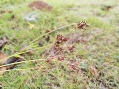 Fimbristylis dichotoma