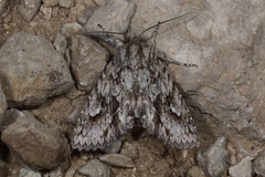 Meganephria bimaculosa