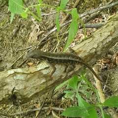 Sceloporus siniferus