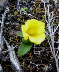 Moraea galaxia