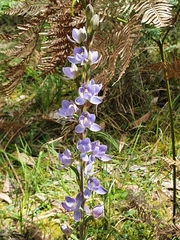 Thelymitra aristata