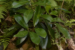 Planchonella australis