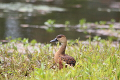 Dendrocygna arcuata