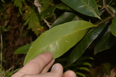 Planchonella australis