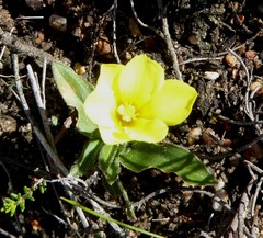 Moraea galaxia