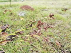 Fimbristylis dichotoma