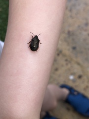 Lubentius marginellus