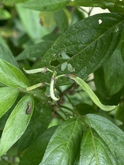 Ohwia caudata