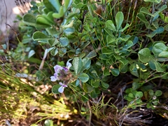 Psoralea bracteolata