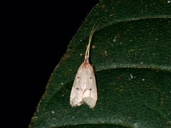 Lecithocera