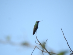 Cynanthus latirostris