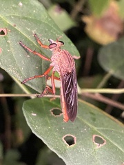 Asilidae
