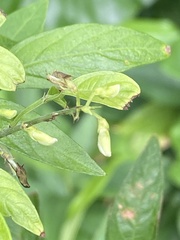 Ohwia caudata