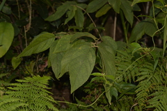 Callicarpa pedunculata