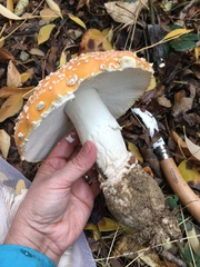 Amanita muscaria formosa