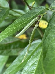 Ohwia caudata