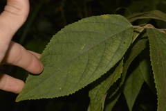 Callicarpa pedunculata