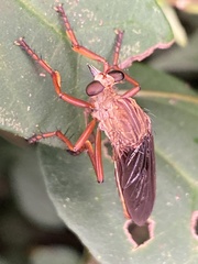 Asilidae