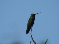 Cynanthus latirostris