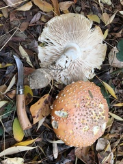 Amanita muscaria formosa