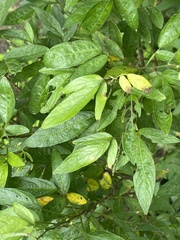 Ohwia caudata