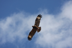 Hamirostra melanosternon