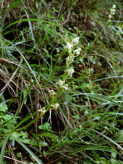 Platanthera devolii
