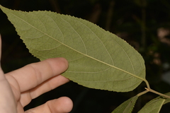 Callicarpa pedunculata