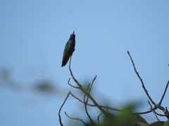 Cynanthus latirostris