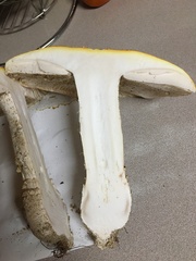 Amanita muscaria formosa