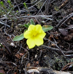 Moraea galaxia