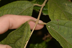 Callicarpa pedunculata