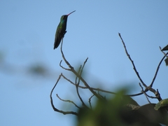 Cynanthus latirostris
